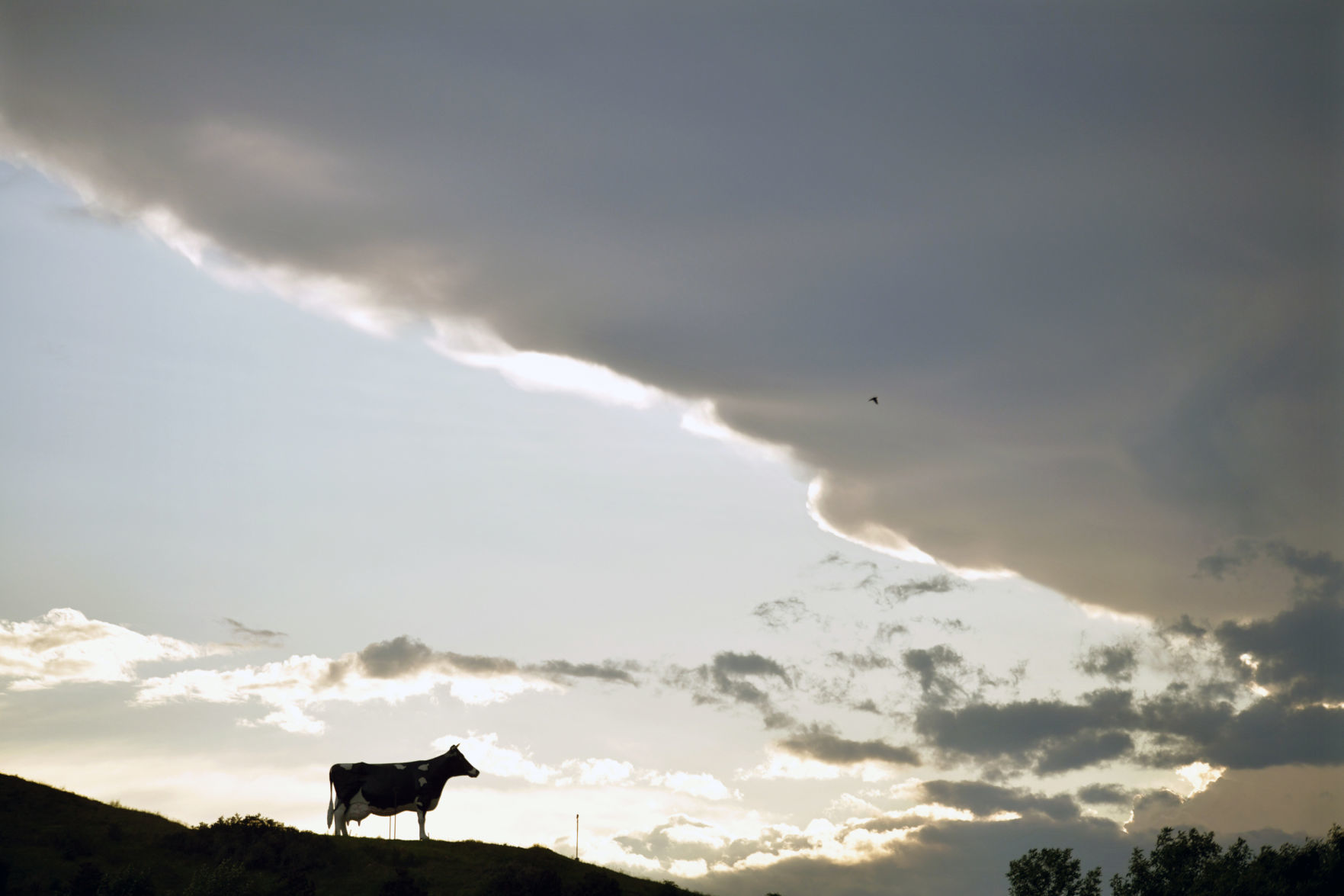 SALEM SUE SILHOUETTE